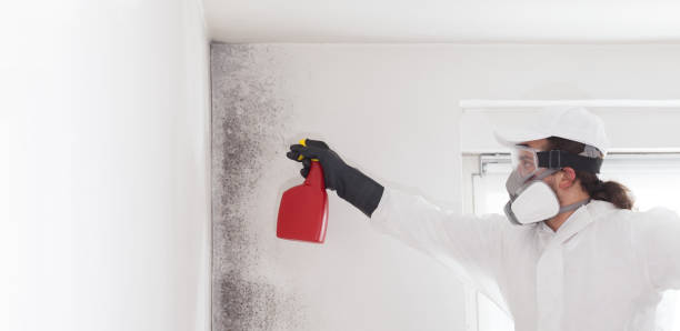 Attic Mold Removal in Ridley Park, PA