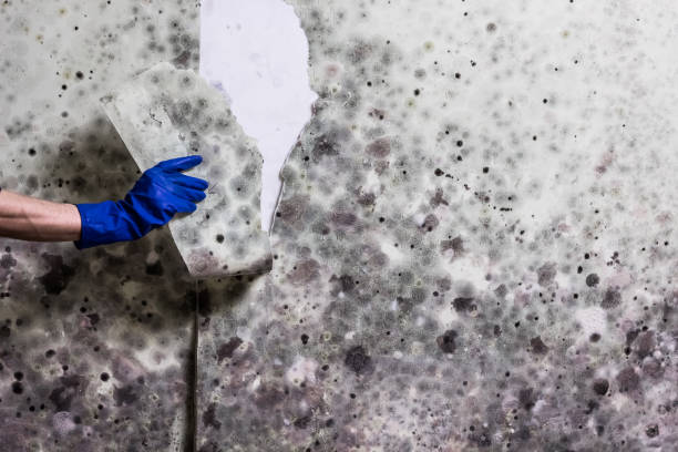 Ridley Park, PA Mold Removal Company